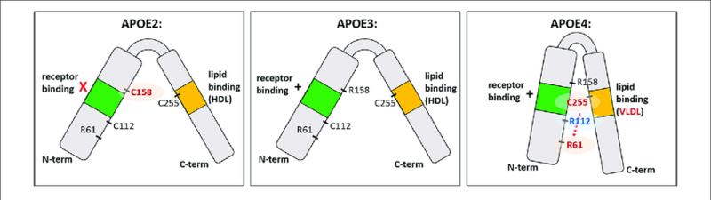 File:APOE structure.png