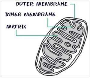 A mitochondrion, shaped to produce energy